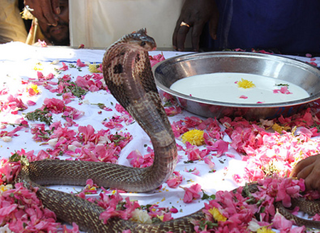 The Importance of nagula chavithi. Nagula Chavithi Festival dedicated to nagas snakes in india, Festival Of nagula chavithi, Nagula Chavithi Pooja